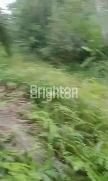 image KEBUN KELAPA SAWIT BERSIH TANAHNYA DATAR COCOK UNTUK INVEST DI SEPAKU IKN (2)