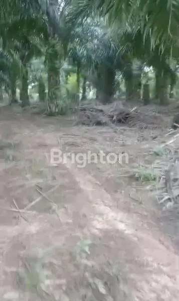 image KEBUN KELAPA SAWIT BERSIH TANAHNYA DATAR COCOK UNTUK INVEST DI SEPAKU IKN (3)