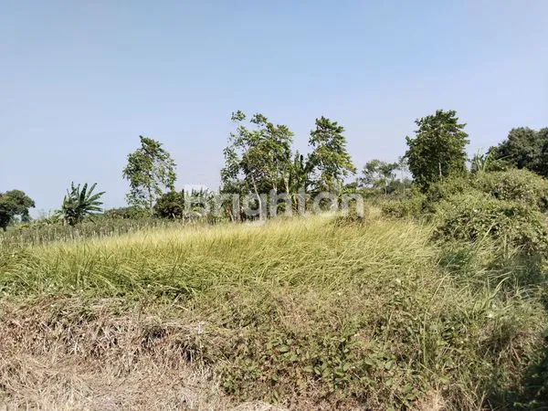 image TANAH TEGALAN SUBUR  (1)