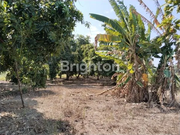 image TANAH TEGALAN SUBUR  (2)