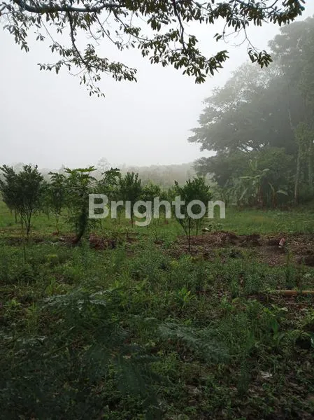 image TANAH 43 HEKTAR SINGOSARI SIAP BANGUN (1)