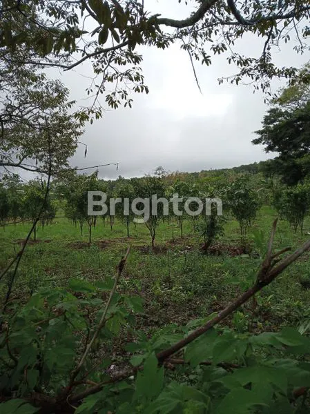 image TANAH 43 HEKTAR SINGOSARI SIAP BANGUN (2)