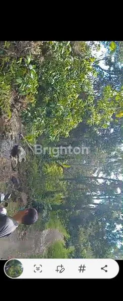 image INVESTASI TANAH LOS PANTAI BALI 8,3 HEKTAR SHM (3)