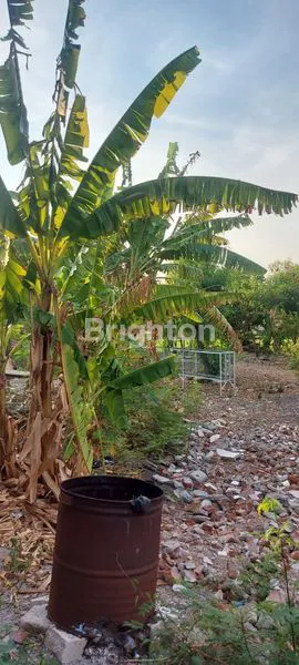 image TANAH 975M2 JL KALIMANTAN PONOROGO (7)