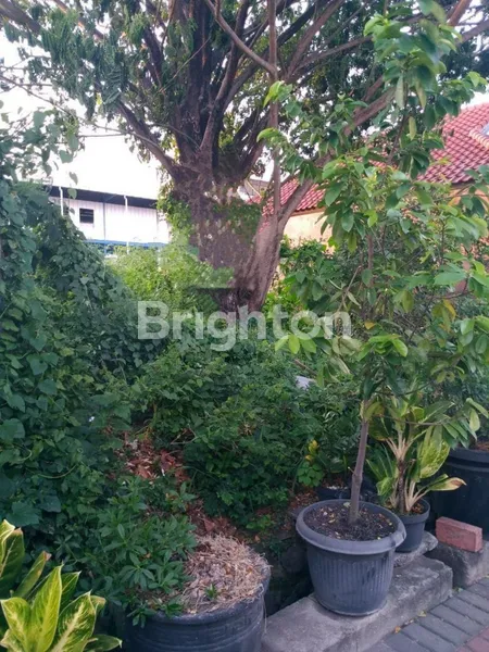 image TANAH LONTAR (1)