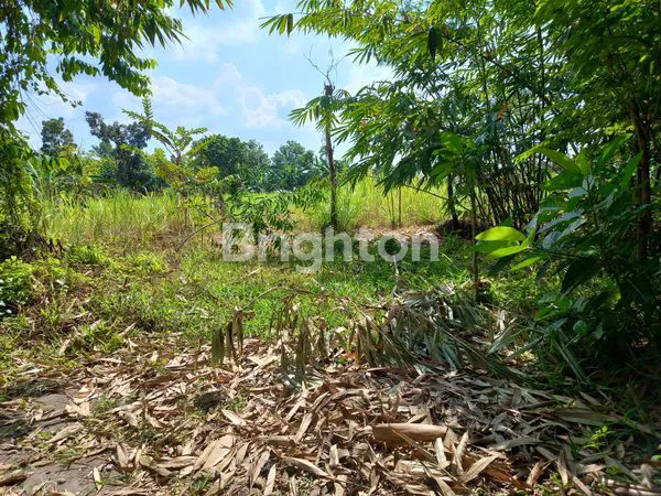image TANAH LADANG KEBUN DI TULUNGAGUNG (2)