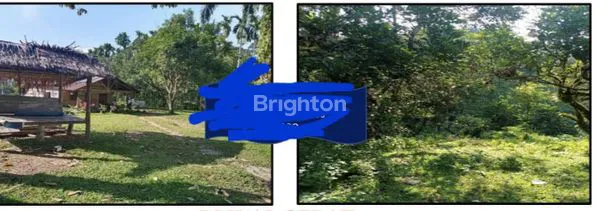 image TANAH  KEBUN  1,5 HEKTAR (1)