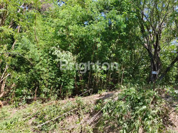 Gambar Property CEPAT TANAH DI LABUAN BAJO, NTT