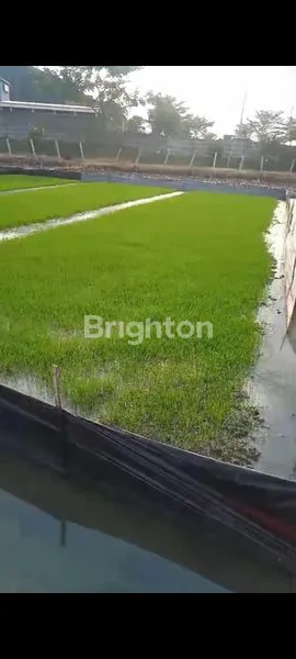 SAWAH SUBUR DI JUAL DI KEBON PARON NGAWI JAWA TIMUR
