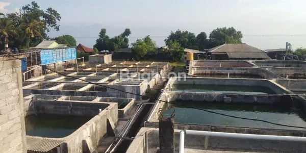image TANAH DAN TAMBAK PINGGIR PANTAI DI GEROGAK SANGGALANGIT KABUPATEN BULELENG BALI (6)