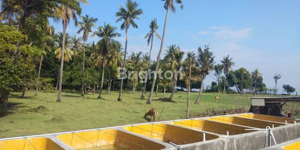 image TANAH DAN TAMBAK PINGGIR PANTAI DI GEROGAK SANGGALANGIT KABUPATEN BULELENG BALI (3)