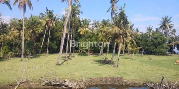 image TANAH DAN TAMBAK PINGGIR PANTAI DI GEROGAK SANGGALANGIT KABUPATEN BULELENG BALI (2)