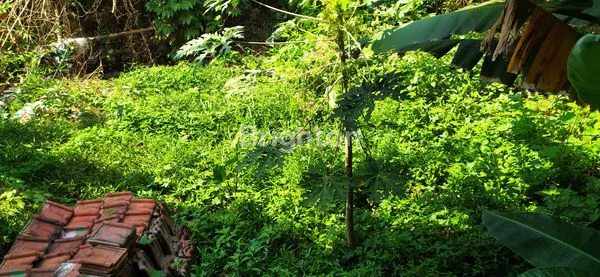 image KOS-KOSAN AKTIF DI SLAWI (5)