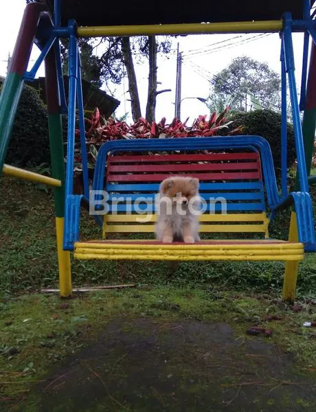 image VILLA MEWAH SEJUK LUAS CIPANAS PUNCAK KOTA BUNGA (6)