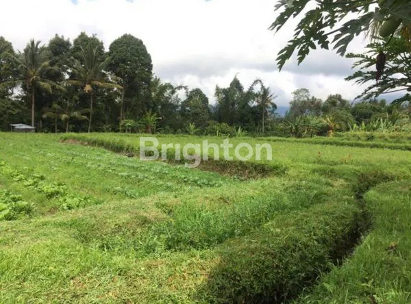 image TANAH KAV 39 ARE DI TABANAN BALI. VIEW SAWAH ASRI KEREN HARGA MURAH SEKALI  (2)