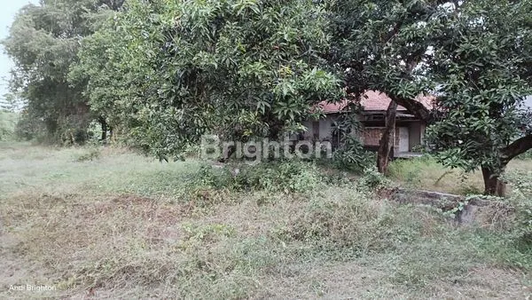 image TANAH PEKARANGAN LUAS SIAP BANGUN DI JALAN PROVINSI JOMBANG (7)