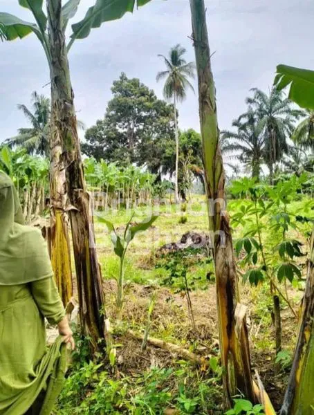 image  TANAH  HAMPARAN PERAK (3)