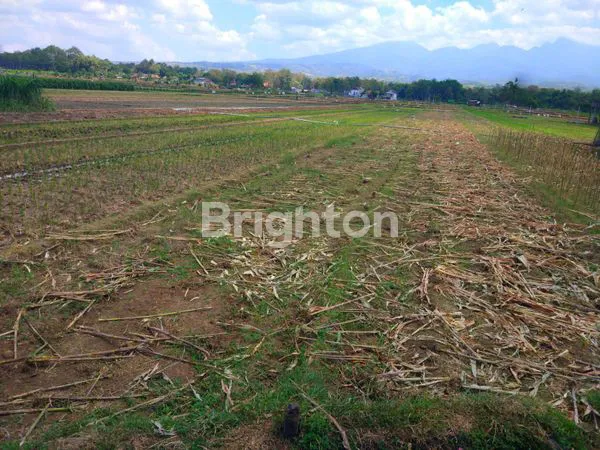 image TANAH SAWAH 0 JALAN TULUNGAGUNG KEDIRI (1)