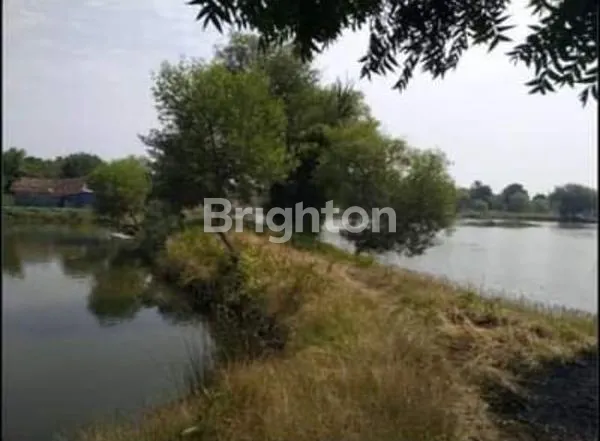 TAMBAK UDANG DAN BANDENG PASURUAN