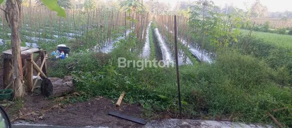 image TANAH SAWAH DI CANDIBINANGUN PAKEM SLEMAN (2)