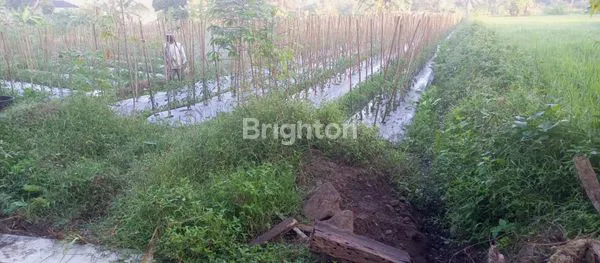 image TANAH SAWAH DI CANDIBINANGUN PAKEM SLEMAN (3)