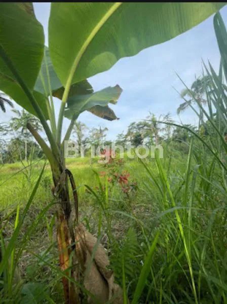 image FREEHOLD LAND PLOT IN UBUD TEGALALANG (5)
