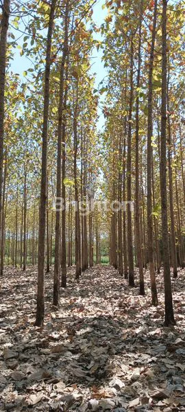 JUAL CEPAT TANAH MURAH DENGAN POHON JATI SOLOMON GIRIWAYO WONOGIRI