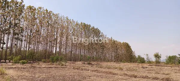 TANAH MURAH ADA TANAMAN POHON JATI SOLOMON  GIRIWOYO  WONOGIRI