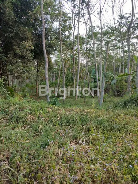 TANAH DIJUAL ADA POHON SENGONNYA  DEKAT TEMPAT WISATA DI CANGKRINGAN SLEMAN YOGYKARTA