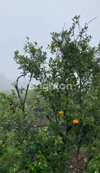 TANAH STRATEGIS DI KINTAMANI BANGLI BALI