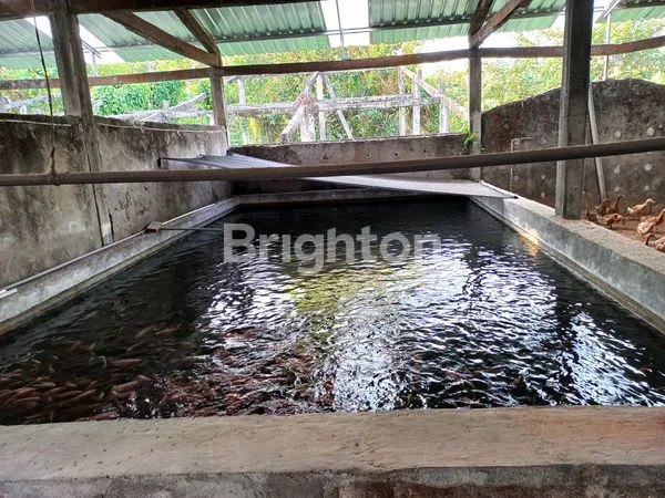 image DIJUAL KANDANG BEBEK BESERTA BISNISNYA (3)