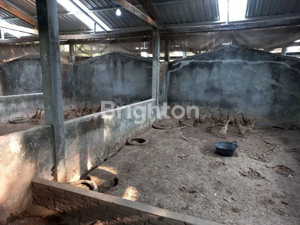 image DIJUAL KANDANG BEBEK BESERTA BISNISNYA (5)