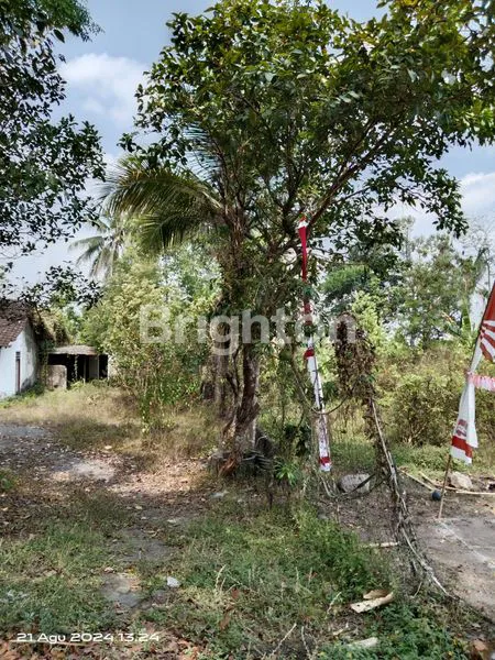 image TANAH DI TURI SLEMAN DEKAT JL RAYA (6)
