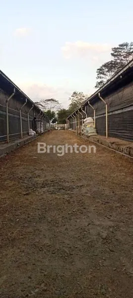 DIJUAL ATAU TAKE OVER KANDANG AYAM BOILER.