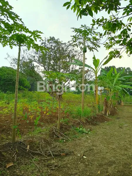 image TANAH DATAR COCOK BUAT VILLA  (2)