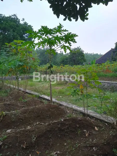 image TANAH DATAR COCOK BUAT VILLA  (3)