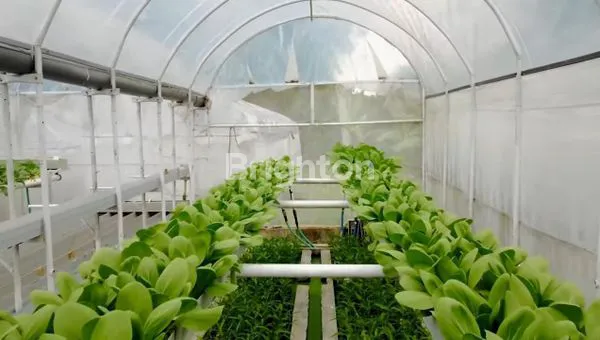 TANAH GREEN HOUSE PERKEBUNAN SAYUR HIDROPONIK, KAWASAN DATARAN TINGGI YANG SEJUK, BAGUS JUGA UNTUK DIBANGUN KOMPLEK VILA