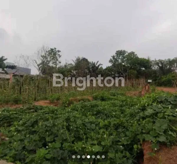 image TANAH TALANG BURUK (1)