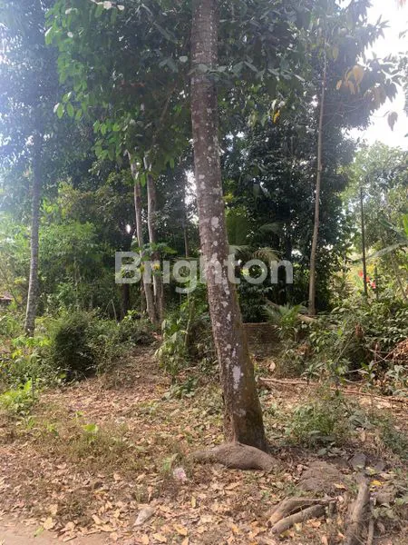 image TANAH DATAR SIAP BANGUN, LOKASI STRATEGIS DI PUNDONG II TIRTOADI. LUAS 1231 M², BISA DIBAGI SESUAI KEBUTUHAN. DEKAT DENGAN BERBAGAI FASILITAS. (3)