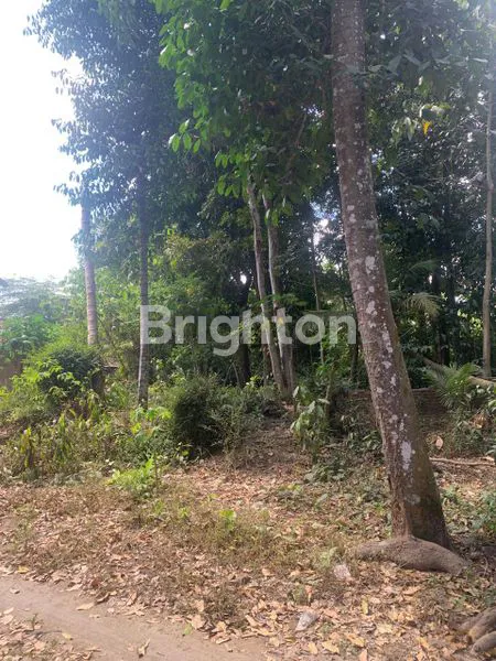 image TANAH DATAR SIAP BANGUN, LOKASI STRATEGIS DI PUNDONG II TIRTOADI. LUAS 1231 M², BISA DIBAGI SESUAI KEBUTUHAN. DEKAT DENGAN BERBAGAI FASILITAS. (7)