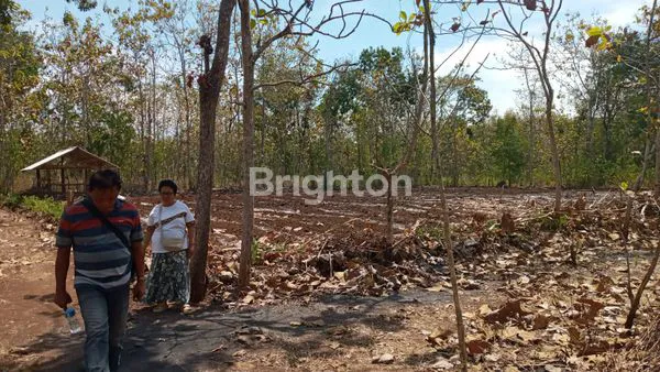 image TANAH BONUS POHON JATI (4)