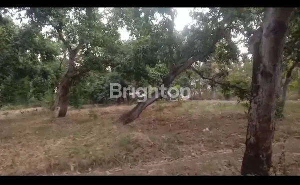 image TANAH 4,3 HA SHM LENGKAP DI PASURUAN (5)