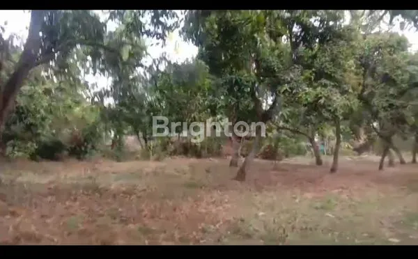 image TANAH 4,3 HA SHM LENGKAP DI PASURUAN (7)