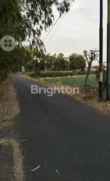 image TANAH SAWAH PASURUAN  (1)