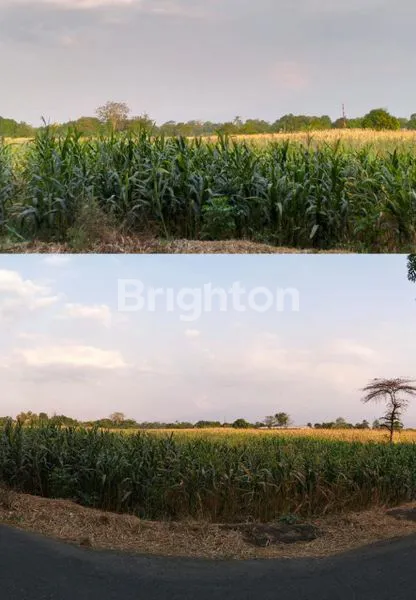 image TANAH SAWAH PASURUAN  (2)