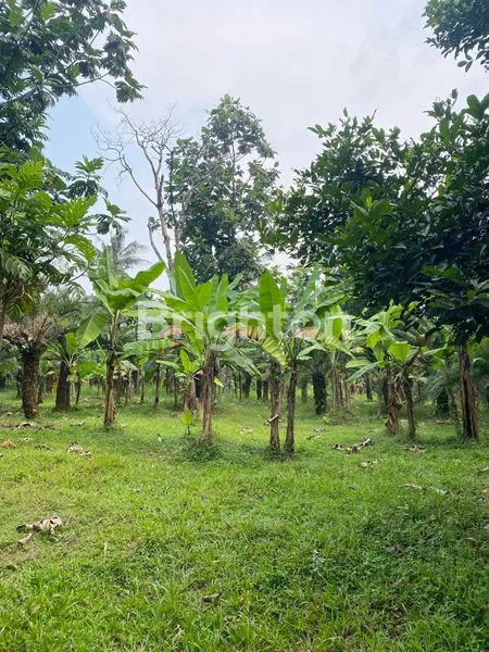 image TANAH KATULAMPA BOGOR COCOK UNTUK BANGUN CLUSTER, 5 MENIT DARI SUMMARECON BOGOR (2)