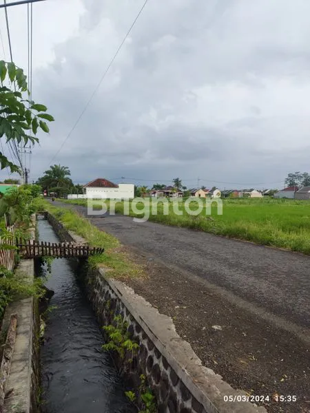 image LAHAN PAKIS BANYUWANGI (2)