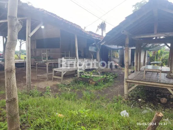 image LAHAN PAKIS BANYUWANGI (5)