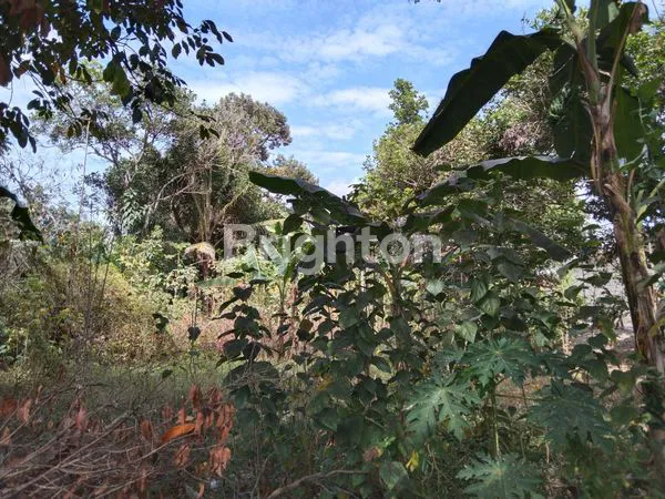 image TANAH STRATEGIS, PINGGIR JALAN NASIONAL, JL. YOGYAKARTA - MAGELANG,BERAN, SCH SLEMAN CITY HALL (4)